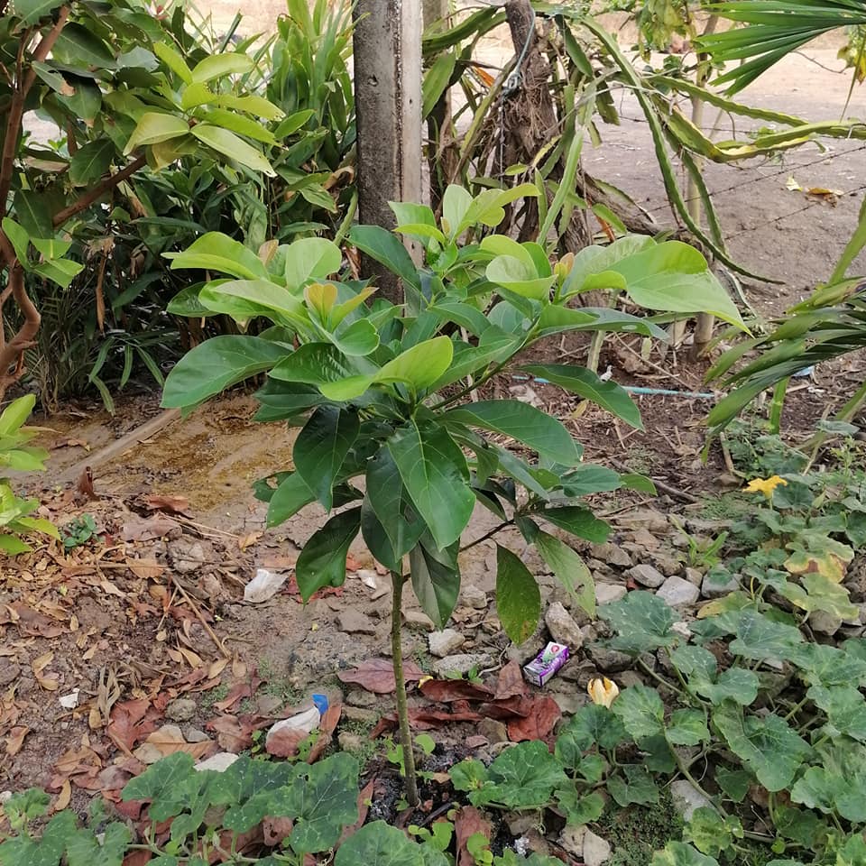 มารู้จักต้นอะโวคาโดที่ปลูกได้ในเมืองไทย